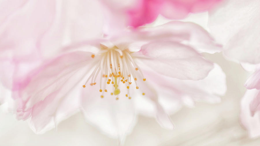 Cherry Blossom Photograph by Louise Tanguay