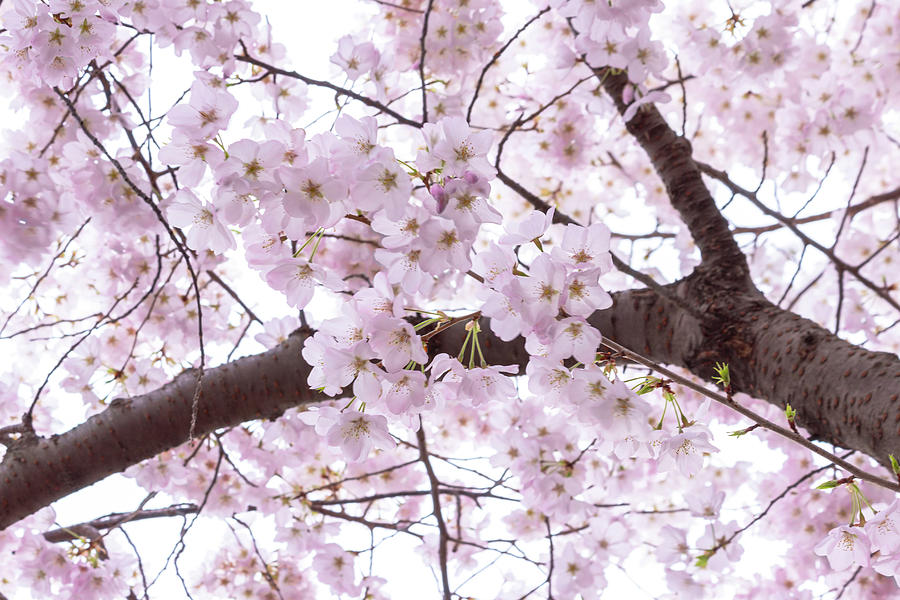 Cherry Blossom Love Photograph by Amy Sorvillo - Pixels