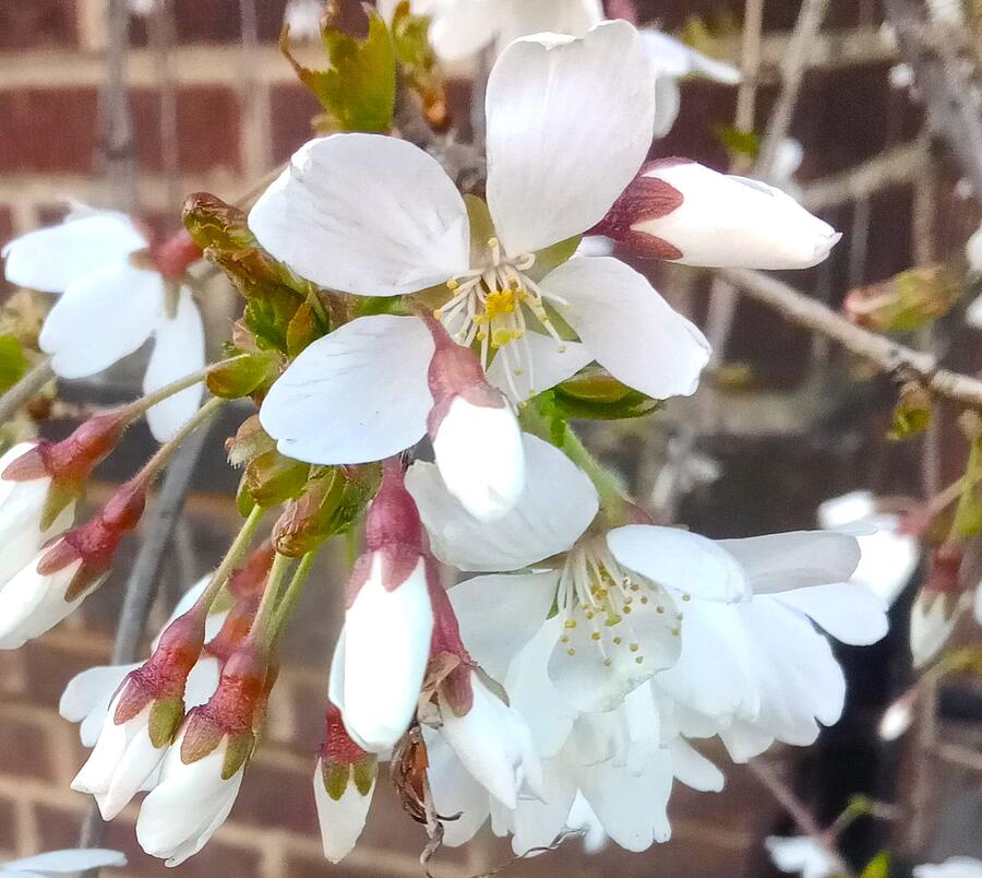 Flower Photograph - Cherry Blossom by Marine B Rosemary