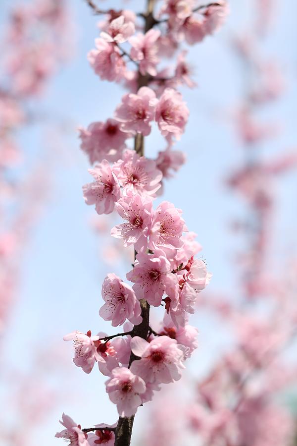 Cherry blossom Photograph by Mingming Jiang