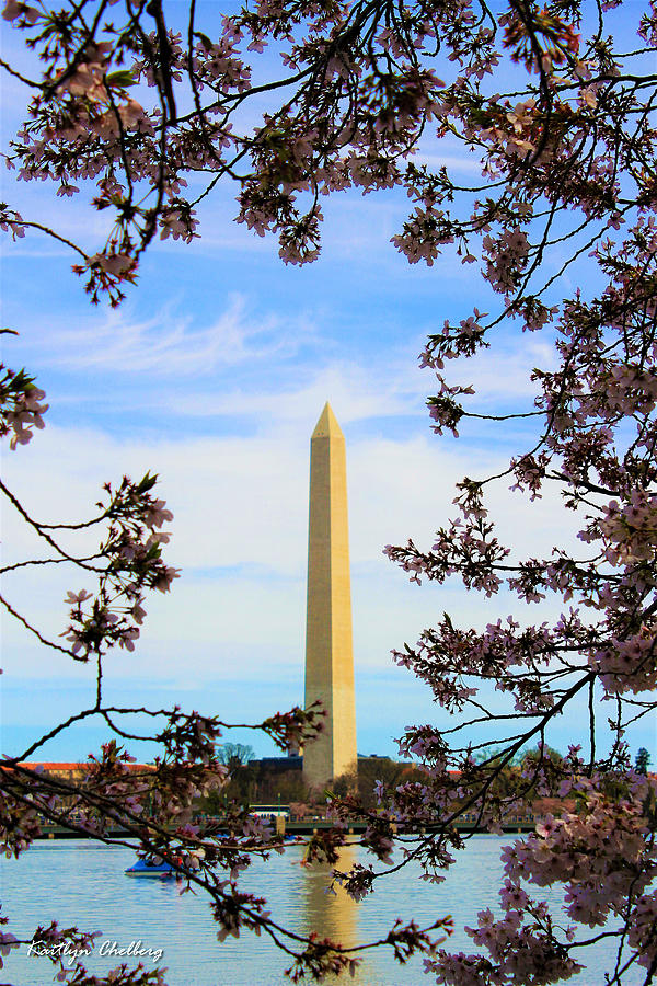 Cherry Blossom Monument Photograph By Kaitlyn Chelberg Fine Art America