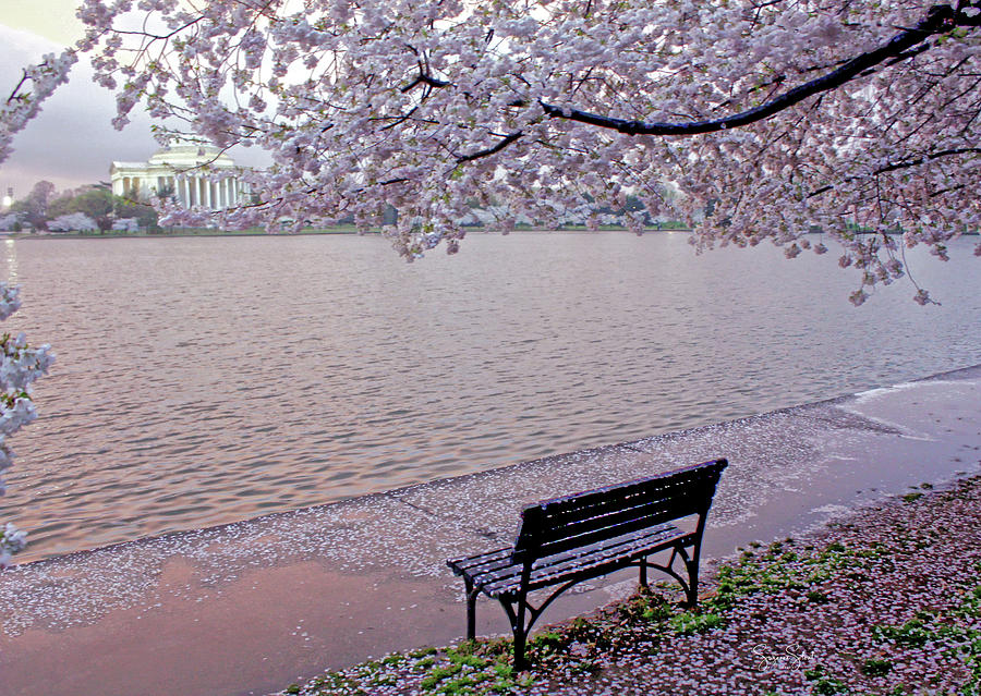 Cherry Blossom Morning Photograph by Suzanne Stout