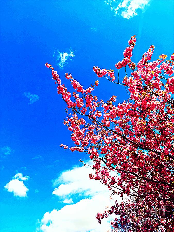 Cherry Blossom Photograph by Nomi Morina