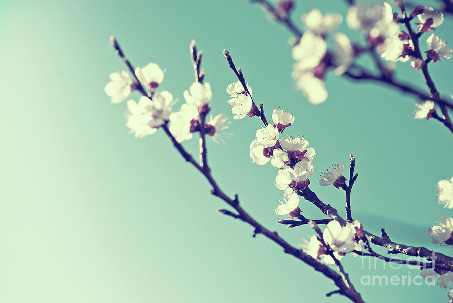 Vintage Photograph - Cherry Blossom on Blue Sky by Jelena Jovanovic