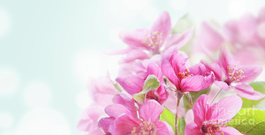 Cherry blossom on light blue background Photograph by Jelena Jovanovic