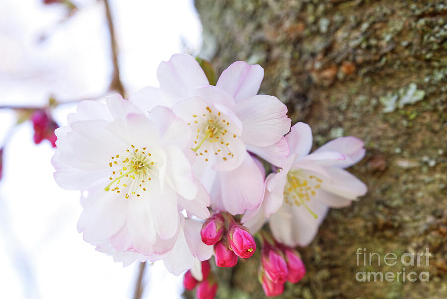 Cherry Blossom On Tree Photograph