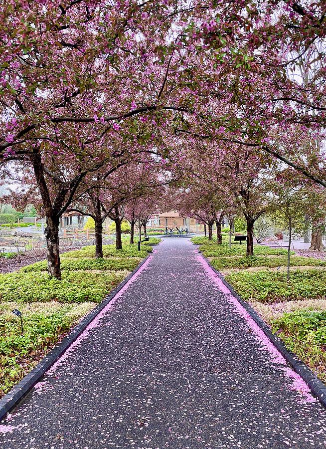 Cherry blossom path Photograph by Jane Linders
