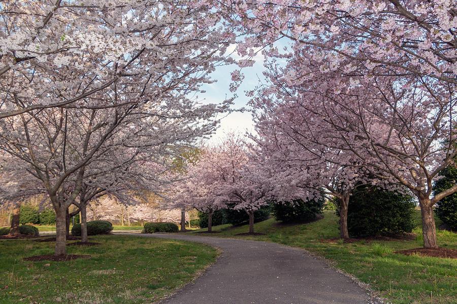 Cherry Blossom Path Photograph by Liza Eckardt