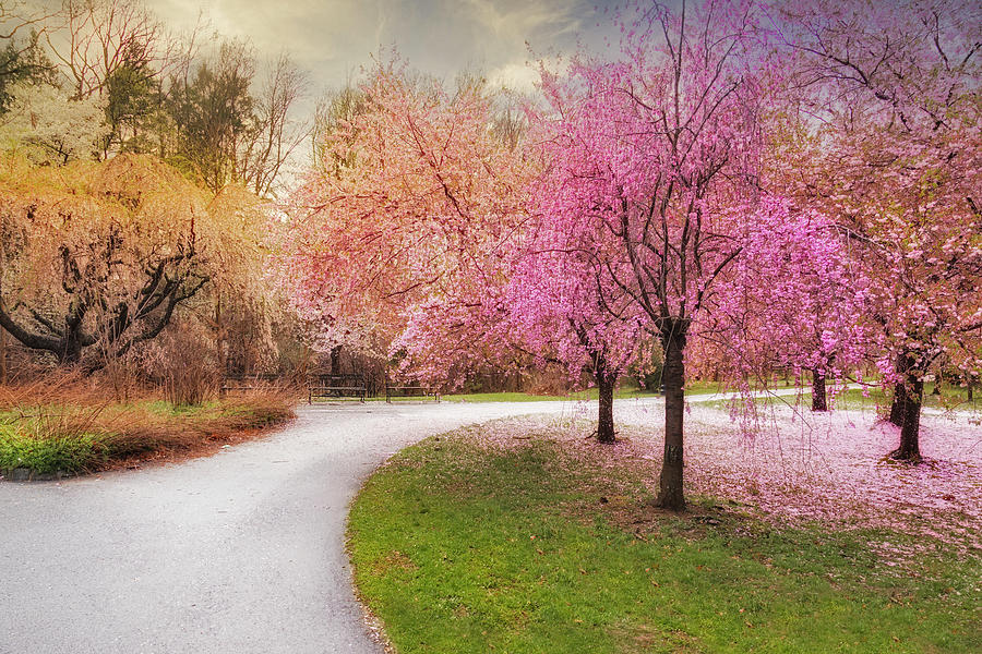 Cherry Blossom Path Photograph by Susan Candelario