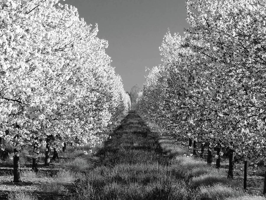 Cherry Blossom Perspective B W Photograph by David T Wilkinson