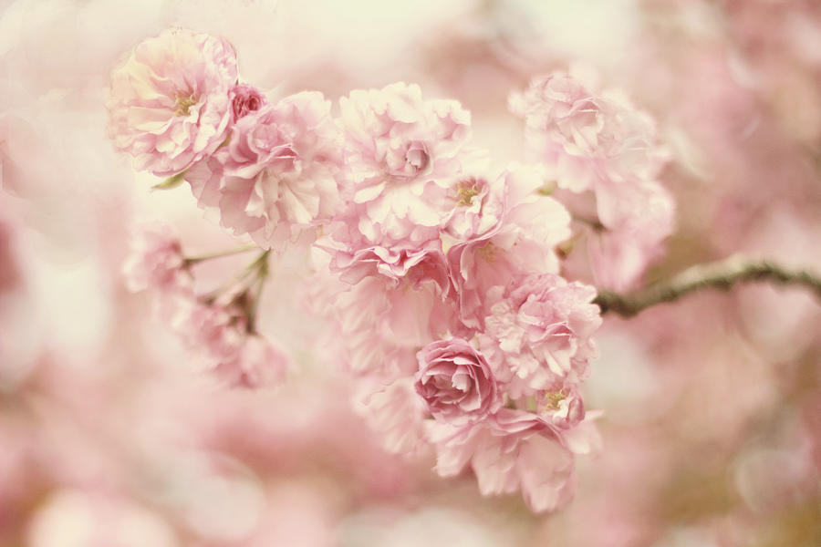 Cherry Blossom Petals Photograph by Jessica Jenney