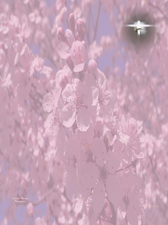 Cherry Blossom Pink Photograph by Richard Thomas