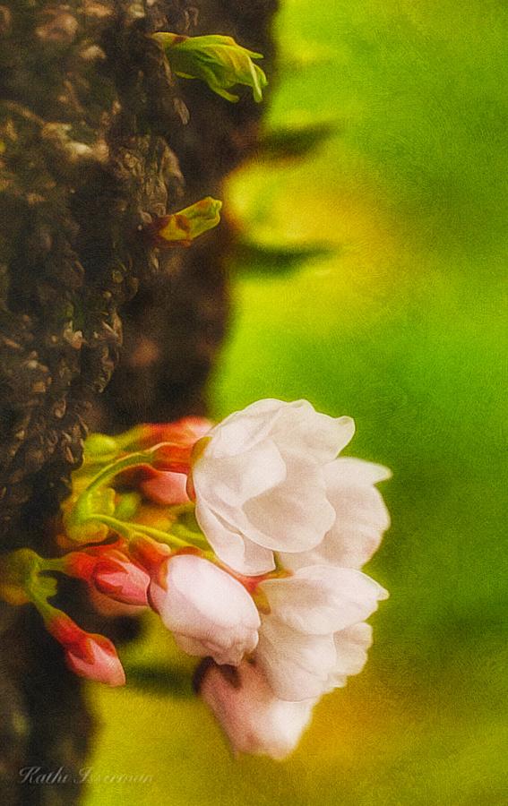 Cherry Blossom Portrait Photograph by Kathi Isserman