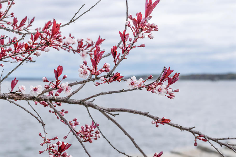 Cherry Blossom Photograph by Ryan Grass - Fine Art America