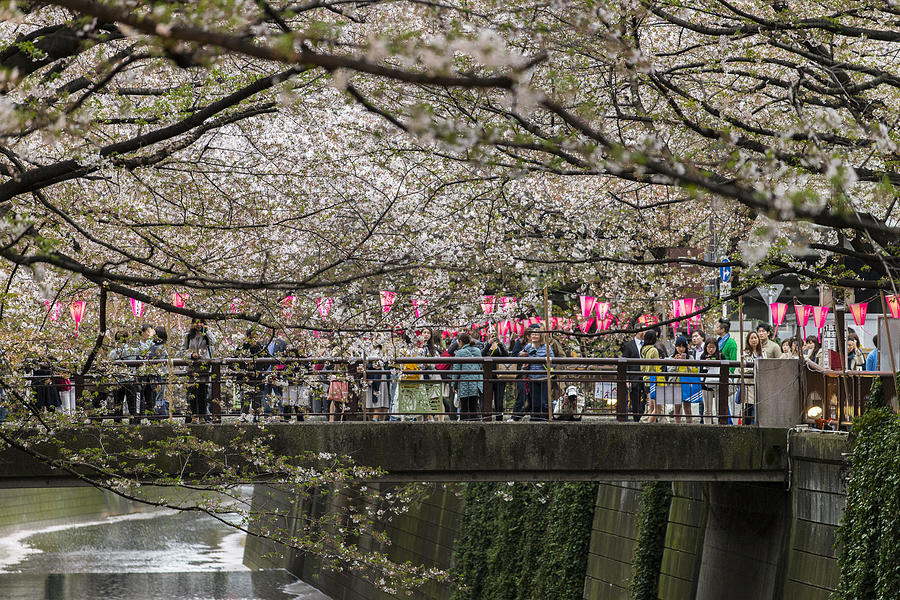 Cherry Blossom season at Nakameguro, Tokyo, Japan Photograph by Mauro_Repossini