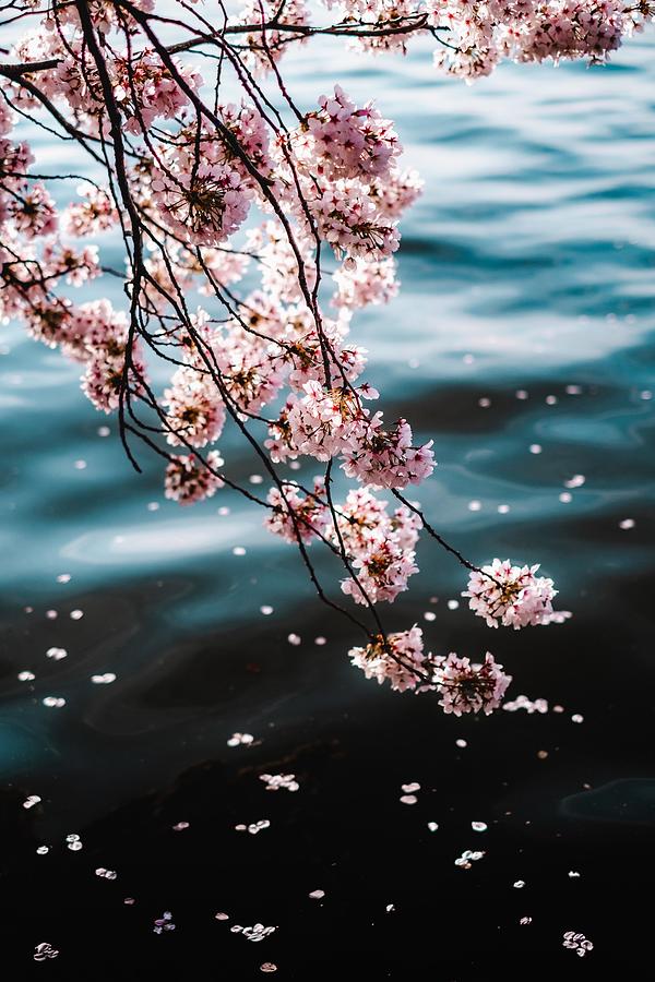 Cherry Blossom Season Photograph by Patrick Ng - Pixels