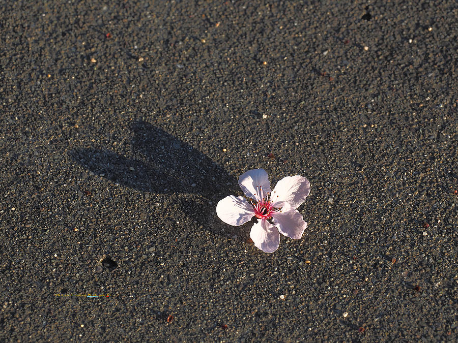 Cherry Blossom Shadow Photograph