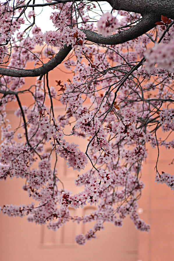 Cherry Blossom Spring Blooms Photograph by Bonnie Colgan