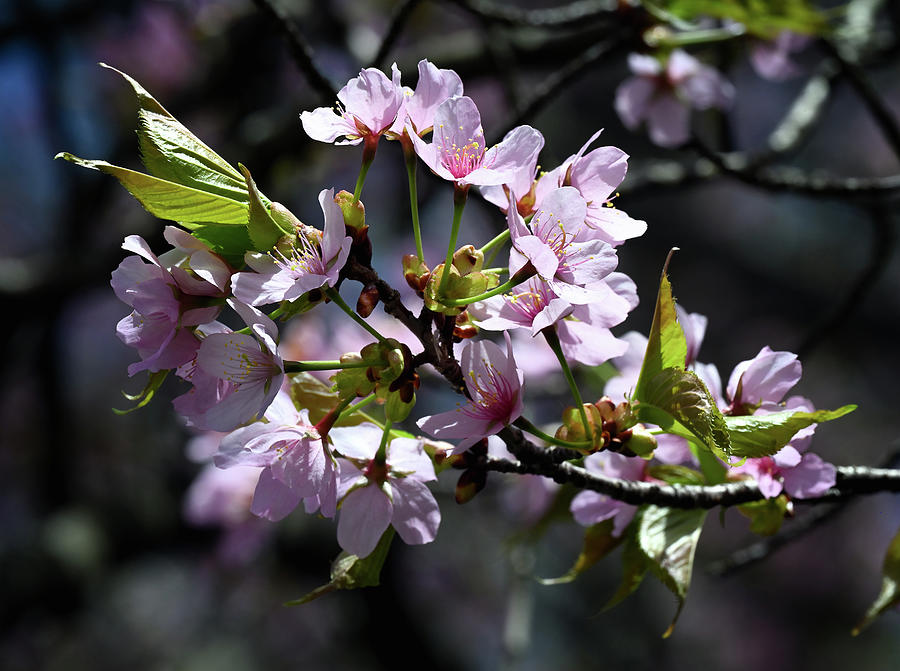  Cherry Blossom Photograph by Steven Nelson