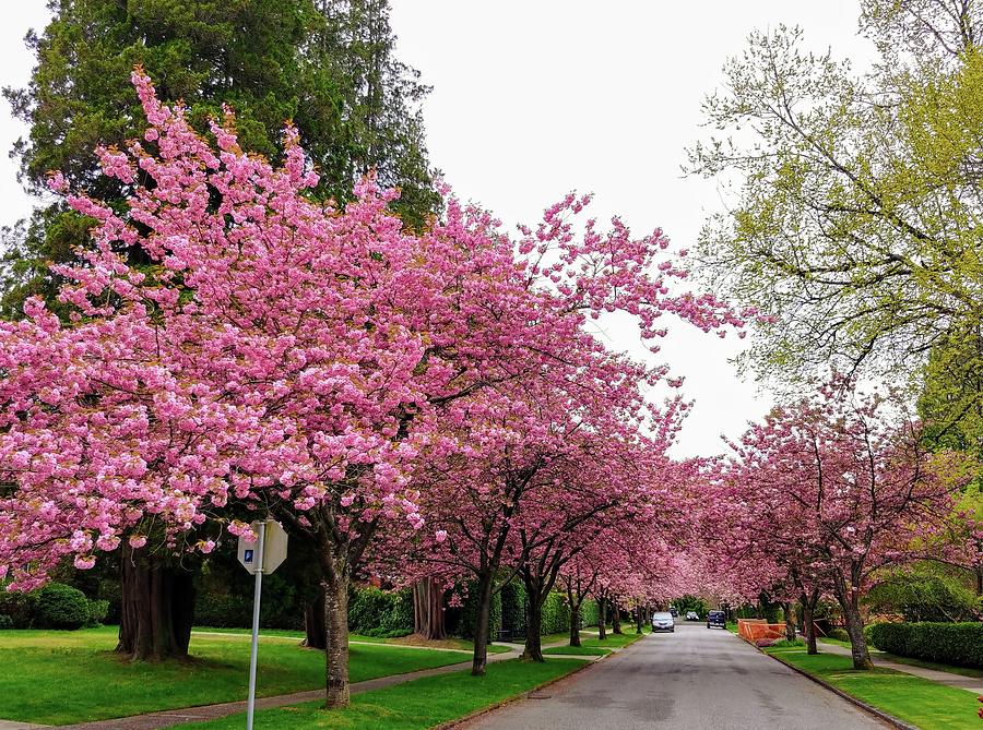 Cherry Blossom Street Photograph by Darrell MacIver