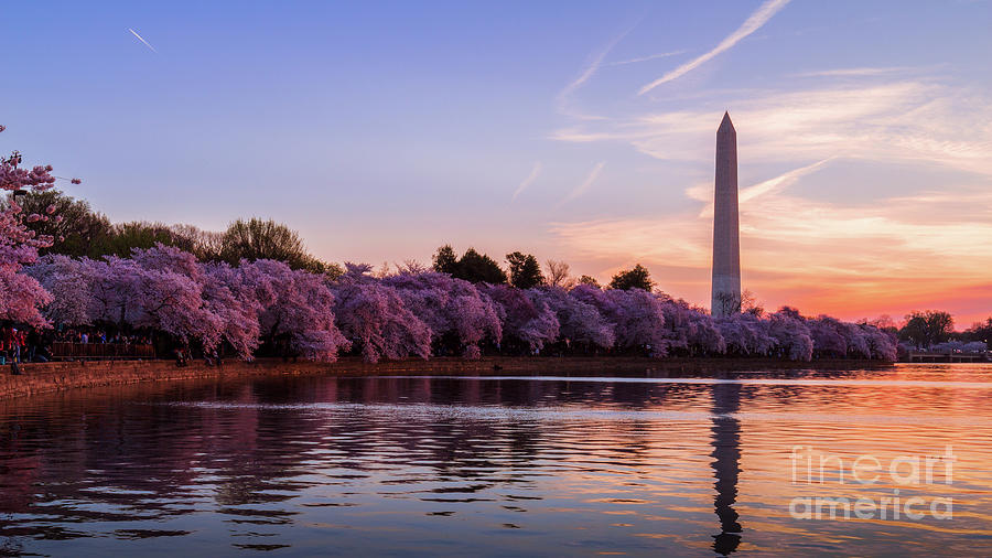 Cherry Blossom Sunrise Photograph by Brandon Adkins - Fine Art America