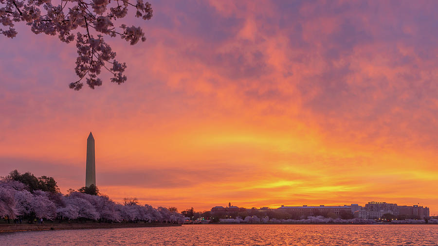 Cherry Blossom Sunrise Photograph by Liz Albro