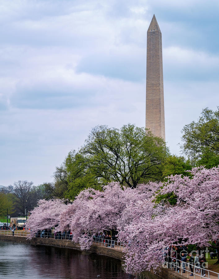Cherry Blossom time in DC Photograph by Izet Kapetanovic