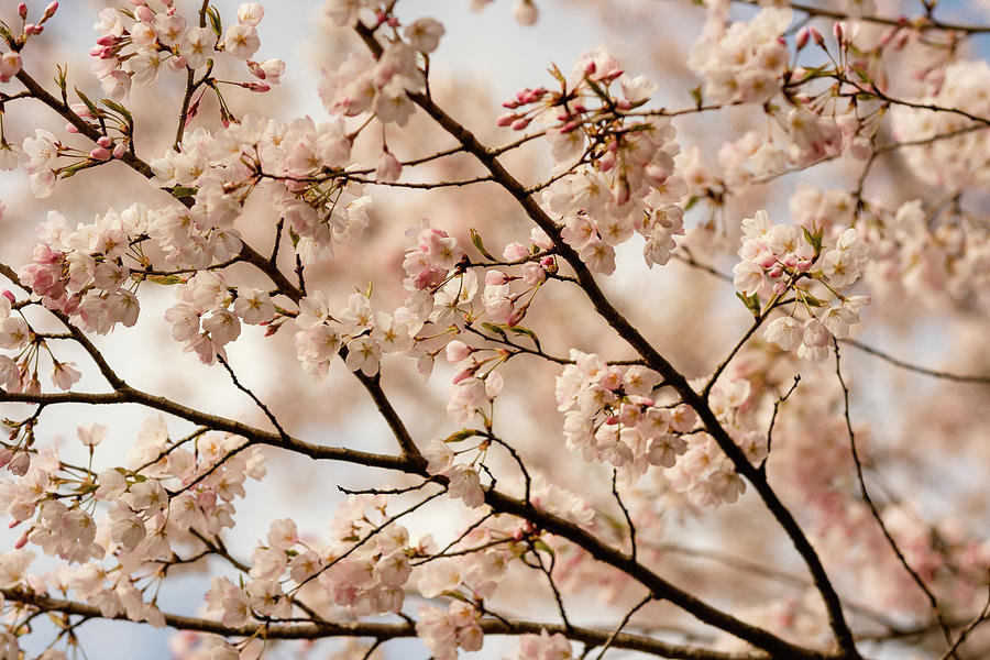 Cherry Blossom Time Photograph by Joni Eskridge