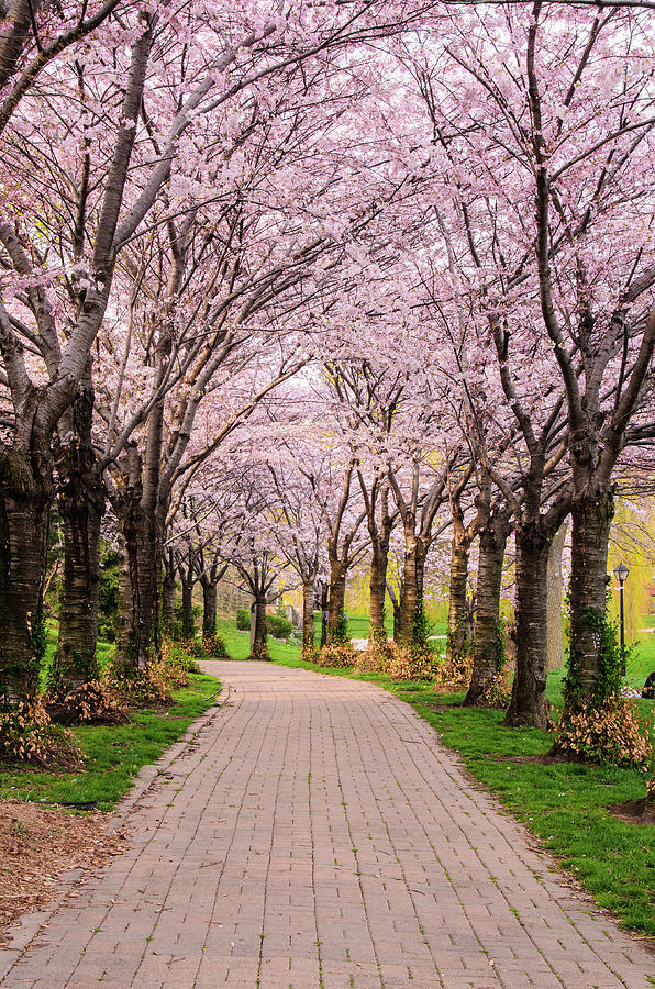 Cherry Blossom Trail Photograph by Chuck Burdick