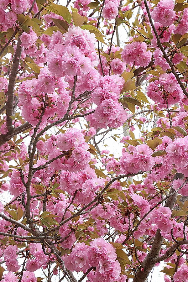 Cherry Blossom Tree 2022e Photograph