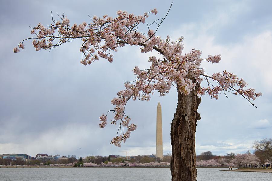 Cherry Blossom Tree and the Washington Monument Photograph by Kerri ...