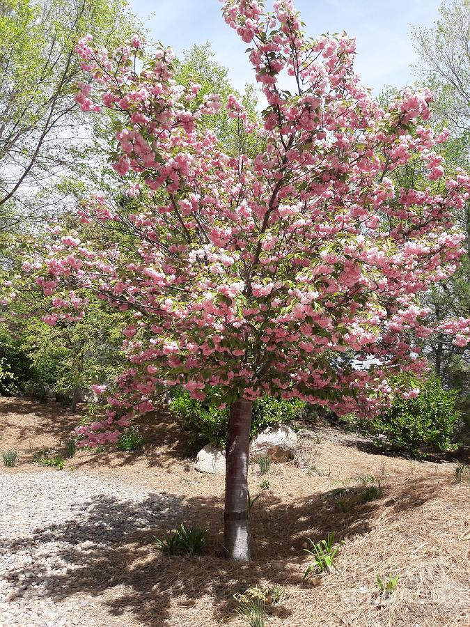 Cherry Blossom Tree Photograph
