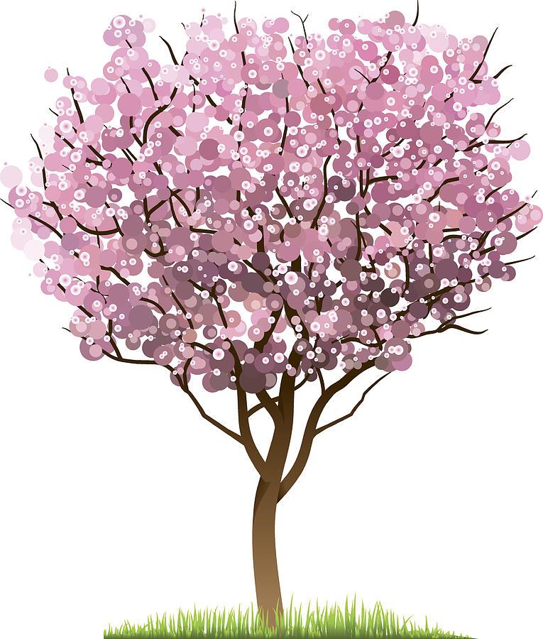 Cherry Blossom Tree Drawing by Jack0m