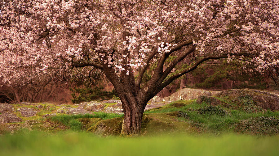 Cherry Blossom Tree Photograph by Naomi Maya