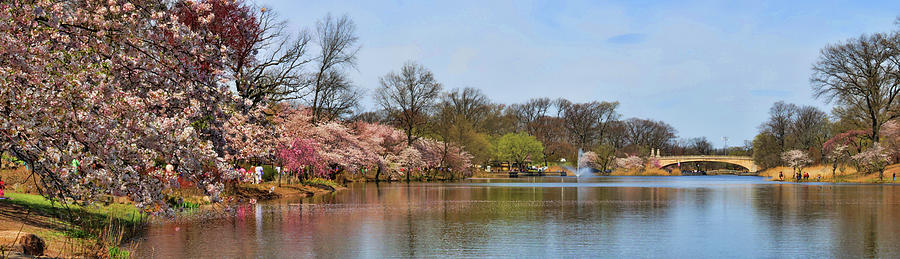 Cherry Blossom Trees of Branch Brook Park 16 Photograph by Allen Beatty