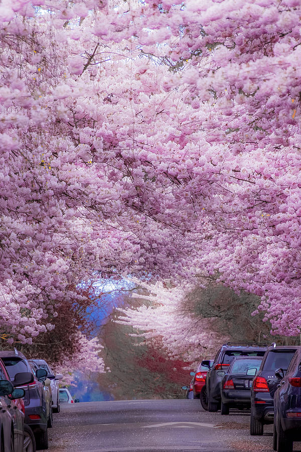 Cherry Blossom Urban Oasis Photograph by Emerita Wheeling