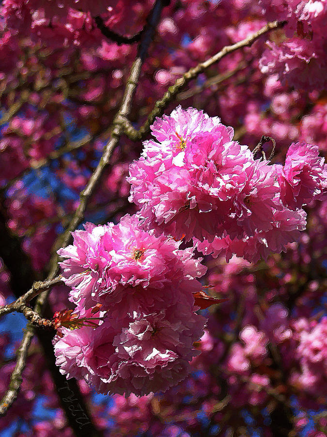 Cherry Blossom in Vancouver, Impasto Style Impressionism Digital Art by ...