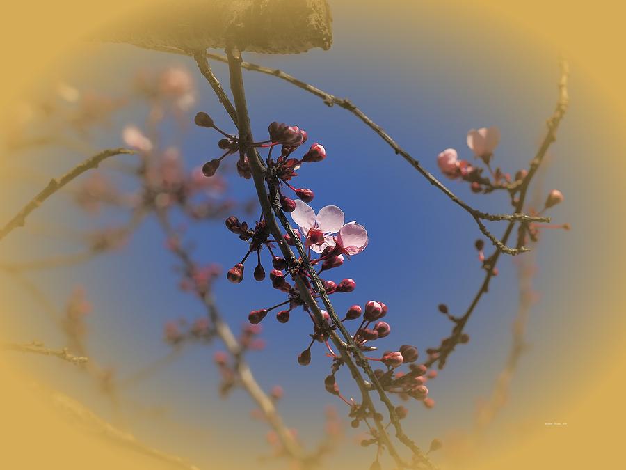 Cherry Blossom Vignette  Photograph by Richard Thomas