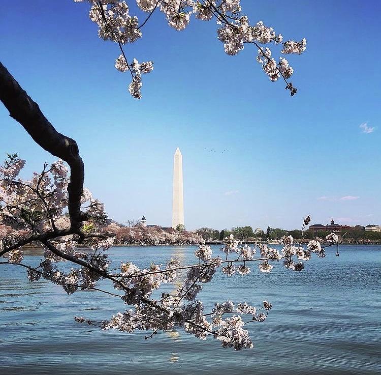 Cherry Blossom walk Photograph by Ana karina Maurera | Fine Art America