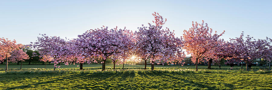 Cherry blossom walk in spring harrogate Photograph by Sonny Ryse