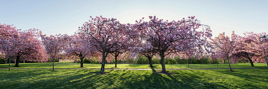 Cherry Blossom Walk in spring in harrogate Photograph by Sonny Ryse