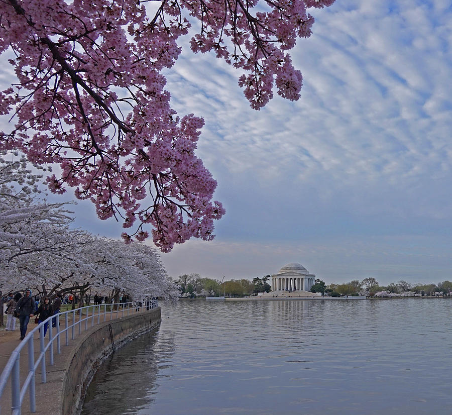 Cherry Blossom Washington D.C. Photograph by Yvonne Jasinski