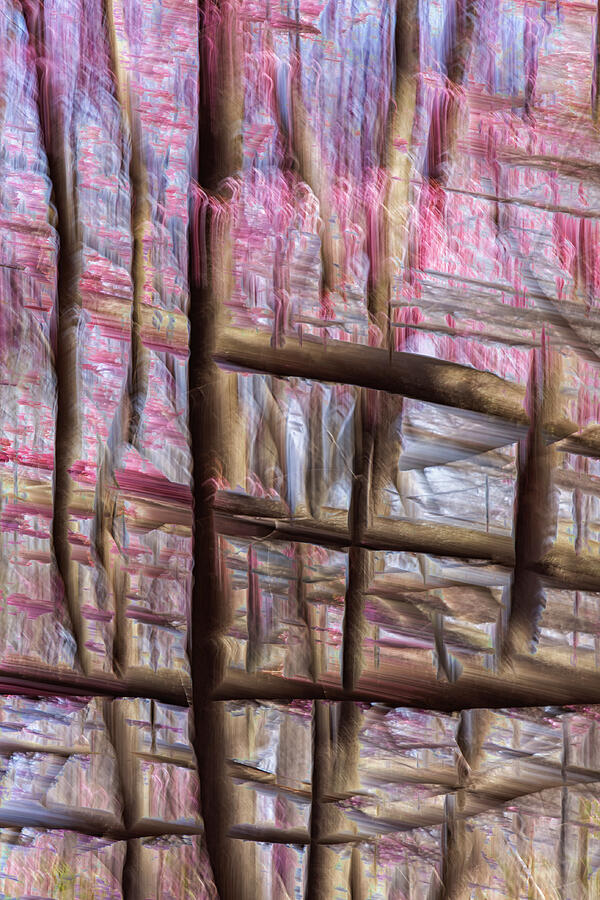 Abstract Photograph - Cherry Blossom Weave by Cate Franklyn