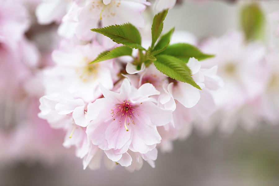Cherry Blossom With Leaves Photograph