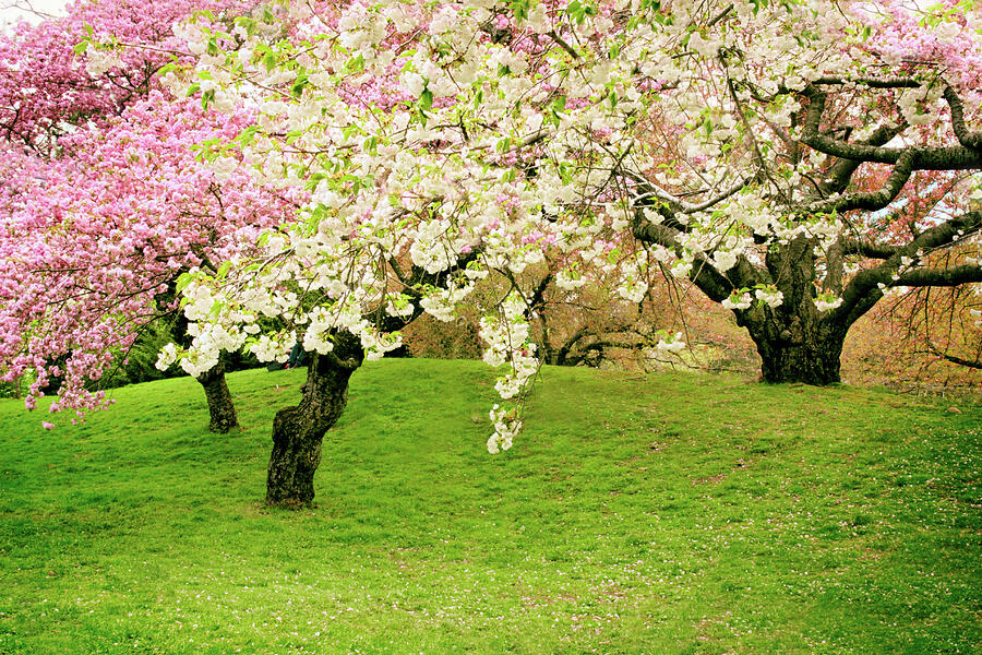 Cherry Blossom Zen Photograph by Jessica Jenney