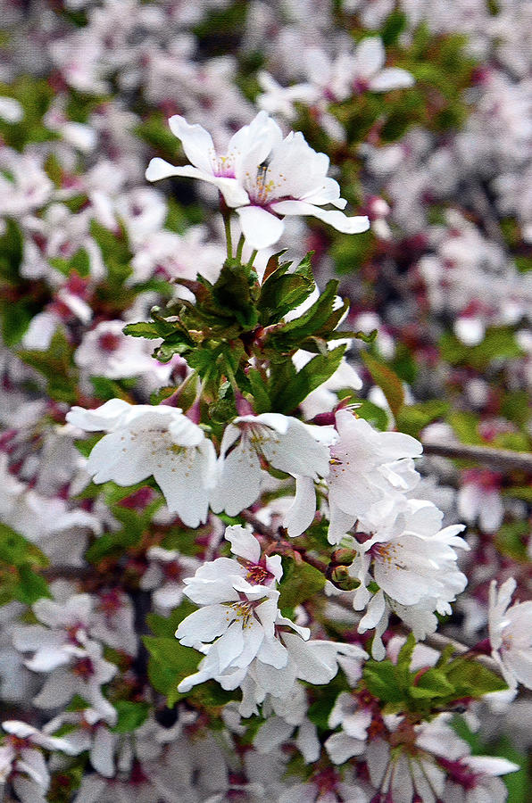 Washington D.c. Photograph - Cherry Blossoms 1 by Harsh Malik