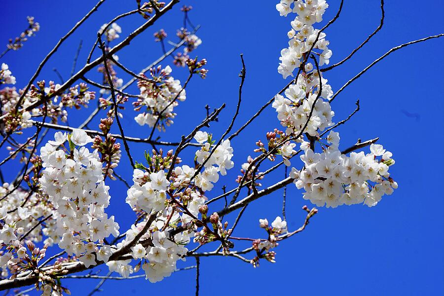Cherry Blossoms 1 Photograph by Katy Hawk