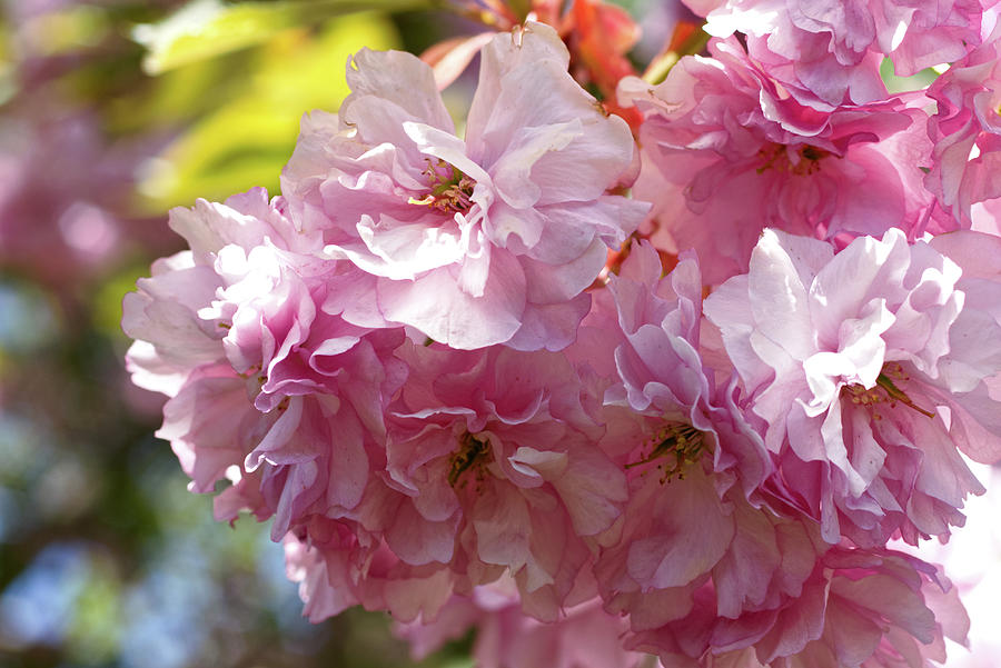 Cherry Blossoms 1 Photograph By Mike Smale Fine Art America