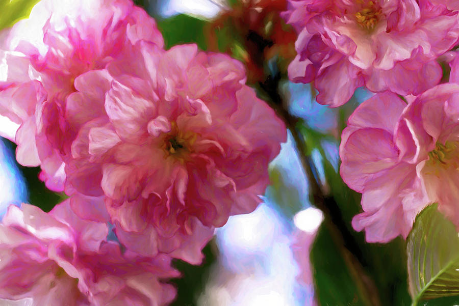 Cherry Blossoms 2 Photograph by Mike Smale Cherry Blossoms 2 Photograph by Mike Smale