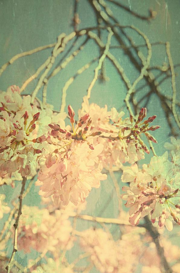Cherry Blossoms 2 - Washington D.C. Photograph by Marianna Mills